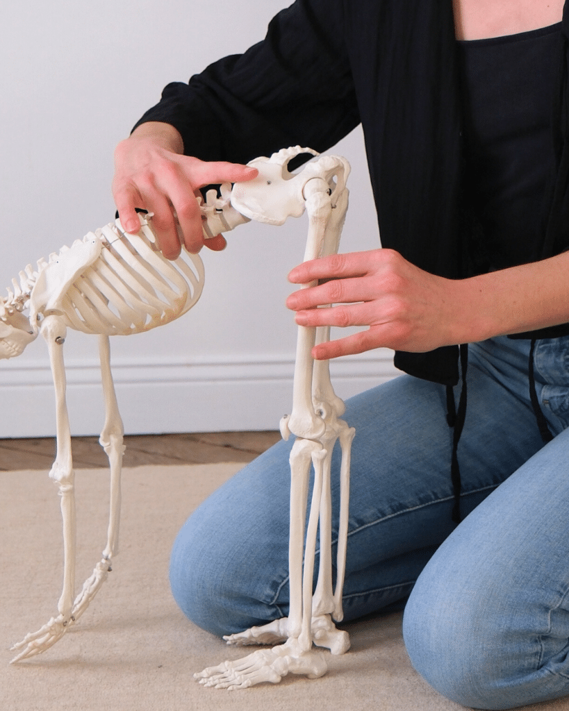 mouvement des hanches dans uttanasana